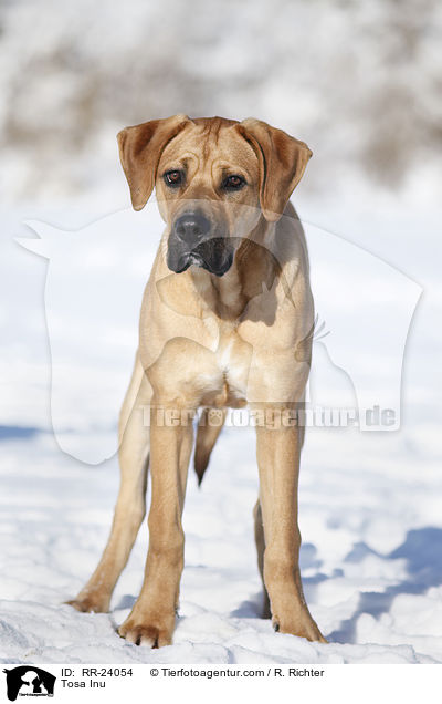 Tosa Inu / Tosa Inu / RR-24054