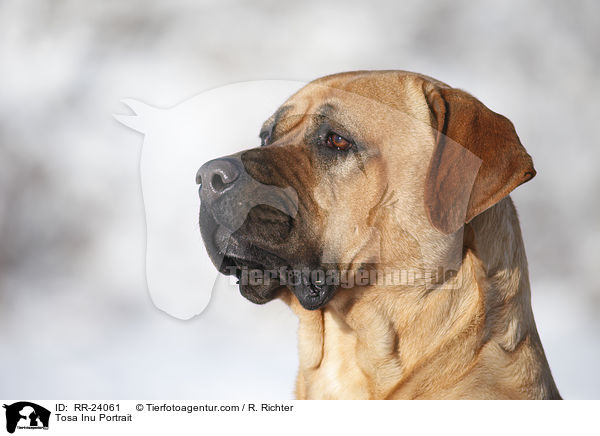 Tosa Inu Portrait / Tosa Inu Portrait / RR-24061