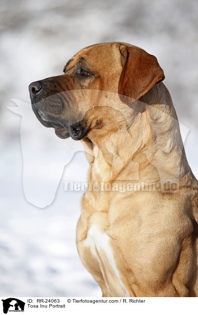 Tosa Inu Portrait / Tosa Inu Portrait / RR-24063