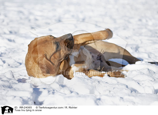 Tosa Inu liegt im Schnee / Tosa Inu lying in snow / RR-24065