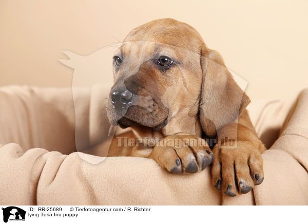liegender Tosa Inu Welpe / lying Tosa Inu puppy / RR-25689