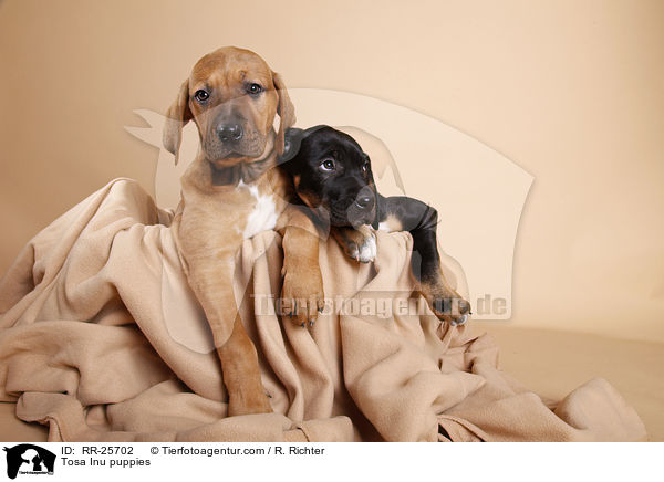 Tosa Inu Welpen / Tosa Inu puppies / RR-25702