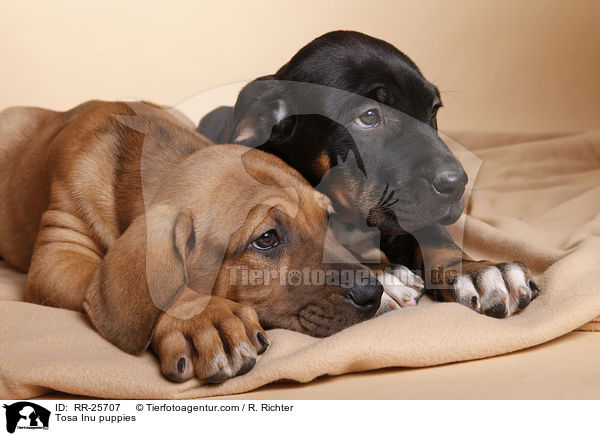 Tosa Inu Welpen / Tosa Inu puppies / RR-25707