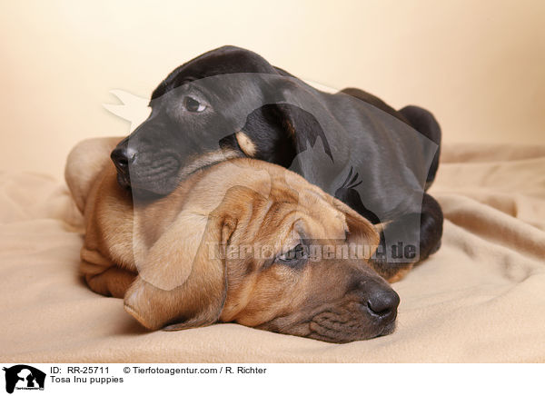 Tosa Inu Welpen / Tosa Inu puppies / RR-25711