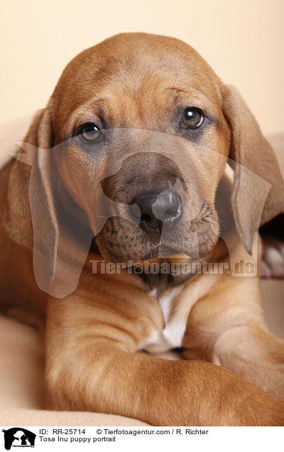 Tosa Inu Welpe Portrait / Tosa Inu puppy portrait / RR-25714