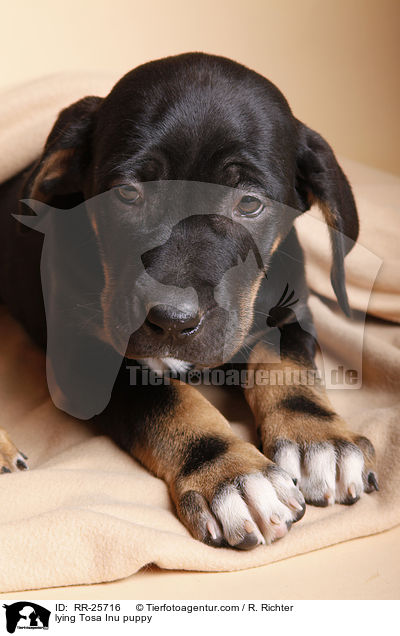 liegender Tosa Inu Welpe / lying Tosa Inu puppy / RR-25716