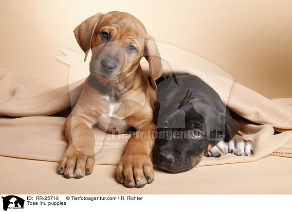 Tosa Inu Welpen / Tosa Inu puppies / RR-25719