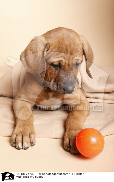 liegender Tosa Inu Welpe / lying Tosa Inu puppy / RR-25730
