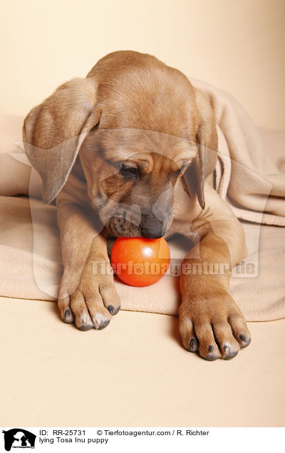 liegender Tosa Inu Welpe / lying Tosa Inu puppy / RR-25731