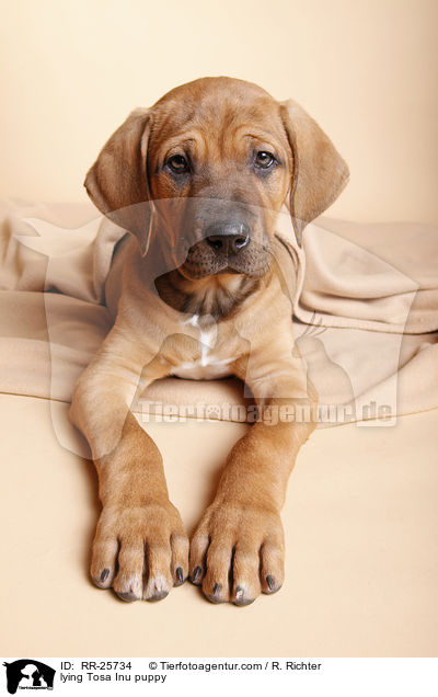 lying Tosa Inu puppy / RR-25734