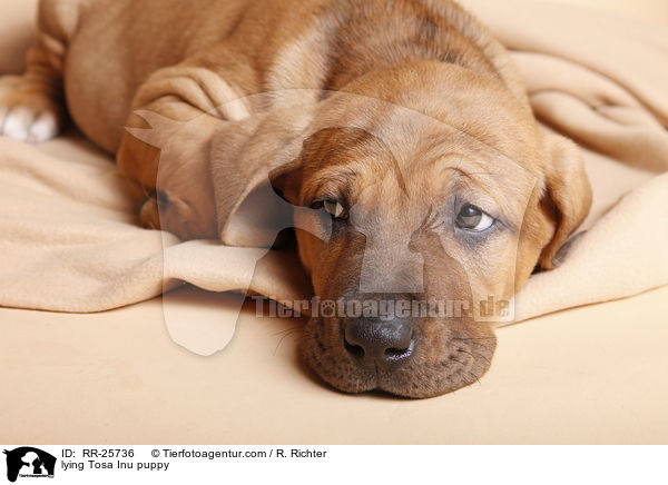 liegender Tosa Inu Welpe / lying Tosa Inu puppy / RR-25736