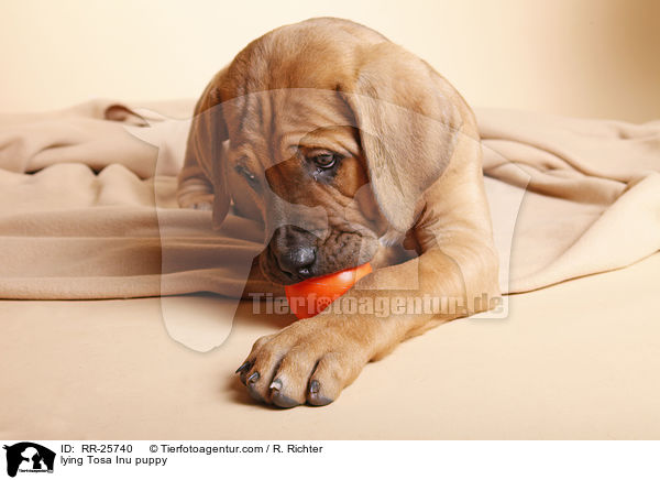 liegender Tosa Inu Welpe / lying Tosa Inu puppy / RR-25740