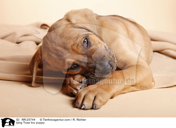lying Tosa Inu puppy / RR-25744