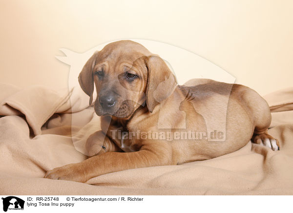 lying Tosa Inu puppy / RR-25748