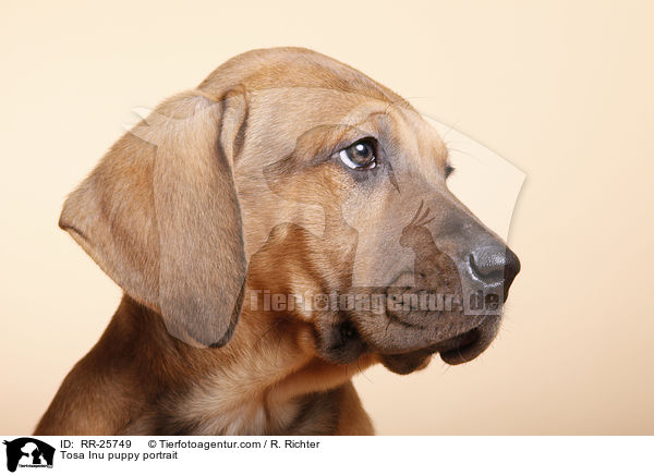 Tosa Inu Welpe Portrait / Tosa Inu puppy portrait / RR-25749