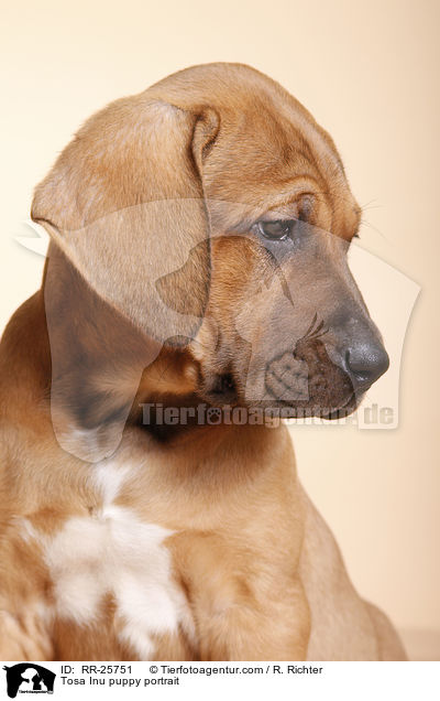 Tosa Inu Welpe Portrait / Tosa Inu puppy portrait / RR-25751