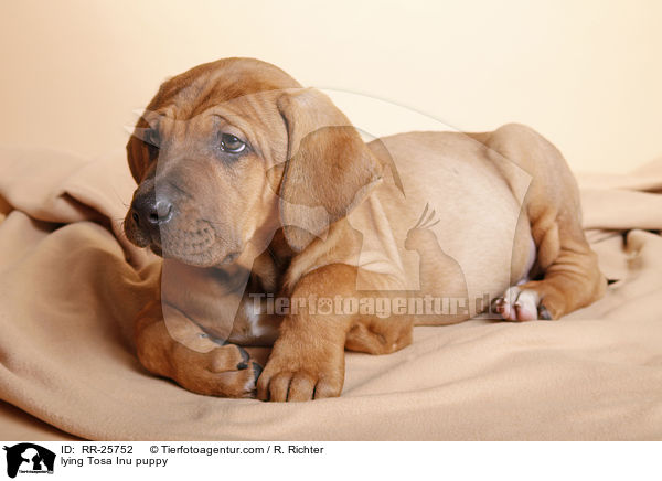 lying Tosa Inu puppy / RR-25752
