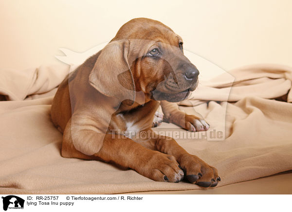 liegender Tosa Inu Welpe / lying Tosa Inu puppy / RR-25757