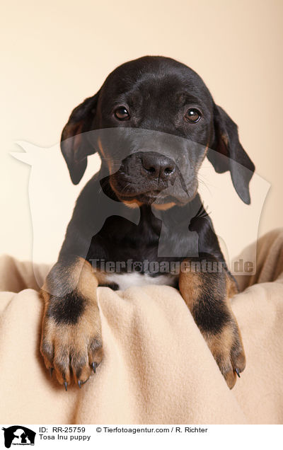 Tosa Inu Welpe / Tosa Inu puppy / RR-25759
