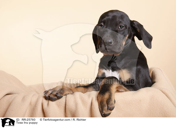 Tosa Inu puppy / RR-25760