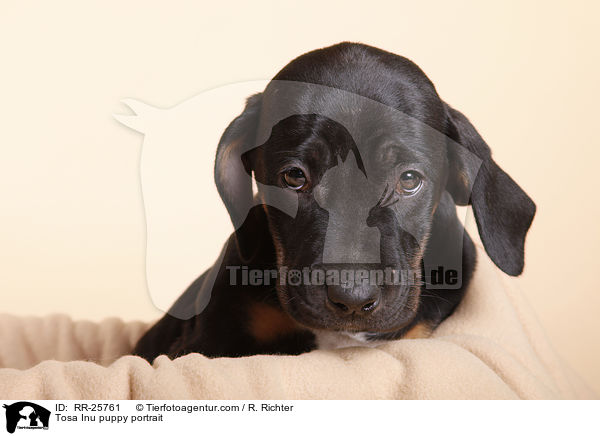 Tosa Inu Welpe Portrait / Tosa Inu puppy portrait / RR-25761