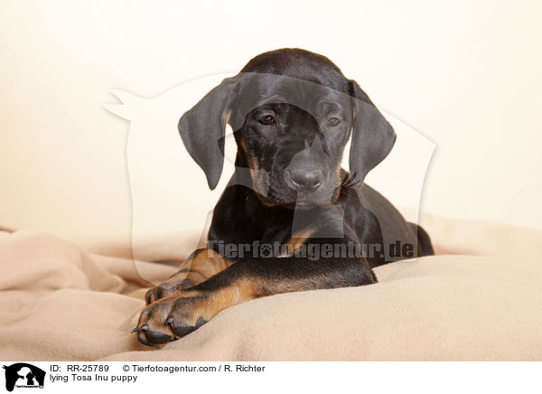 liegender Tosa Inu Welpe / lying Tosa Inu puppy / RR-25789