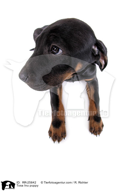 Tosa Inu Welpe / Tosa Inu puppy / RR-25842