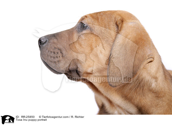 Tosa Inu Welpe Portrait / Tosa Inu puppy portrait / RR-25850