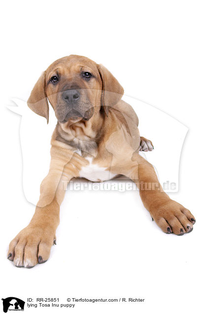 liegender Tosa Inu Welpe / lying Tosa Inu puppy / RR-25851