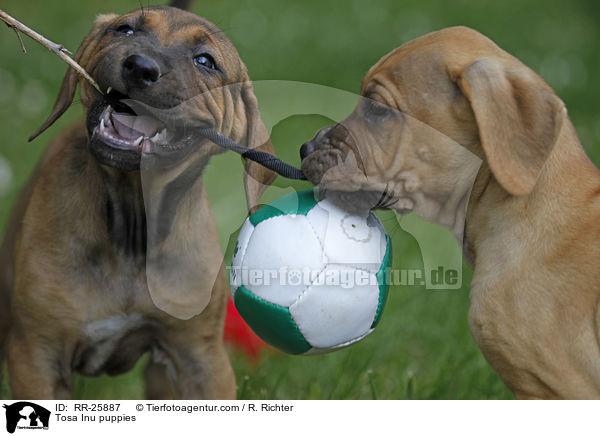 Tosa Inu puppies / RR-25887