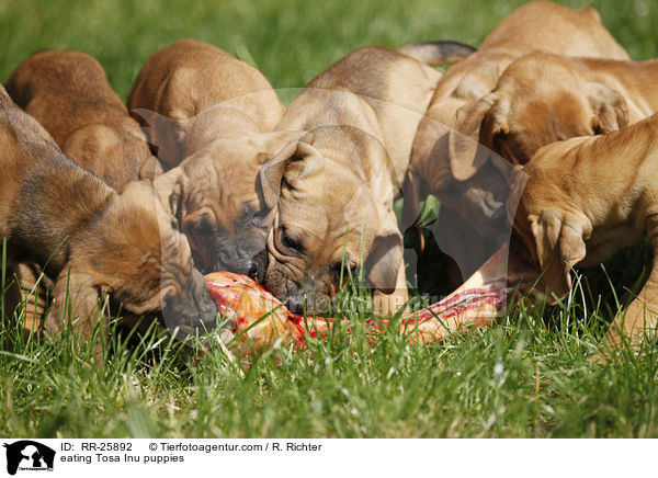 fressende Tosa Inu Welpen / eating Tosa Inu puppies / RR-25892