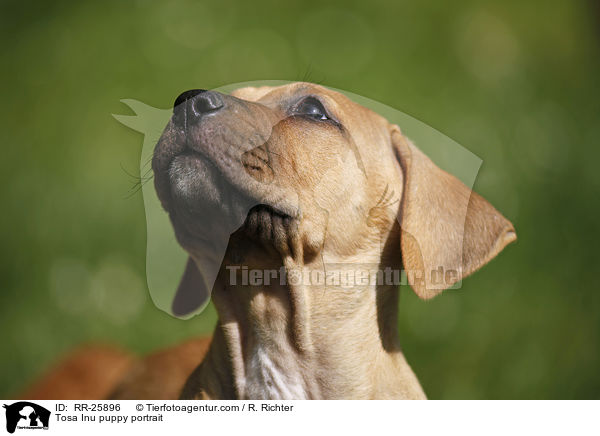 Tosa Inu Welpe Portrait / Tosa Inu puppy portrait / RR-25896