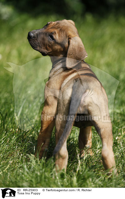 Tosa Inu Puppy / RR-25903