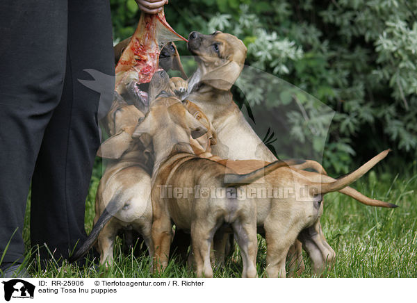 fressende Tosa Inu Welpen / eating Tosa Inu puppies / RR-25906
