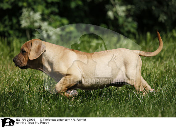 rennender Tosa Inu Welpe / running Tosa Inu Puppy / RR-25908