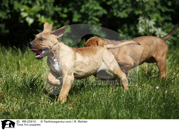 Tosa Inu Welpen / Tosa Inu puppies / RR-25910