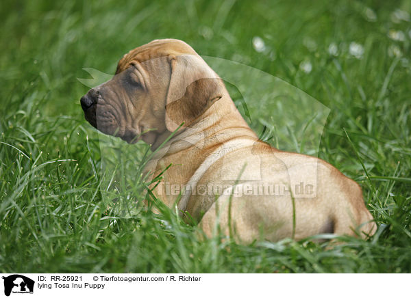 liegender Tosa Inu Welpe / lying Tosa Inu Puppy / RR-25921