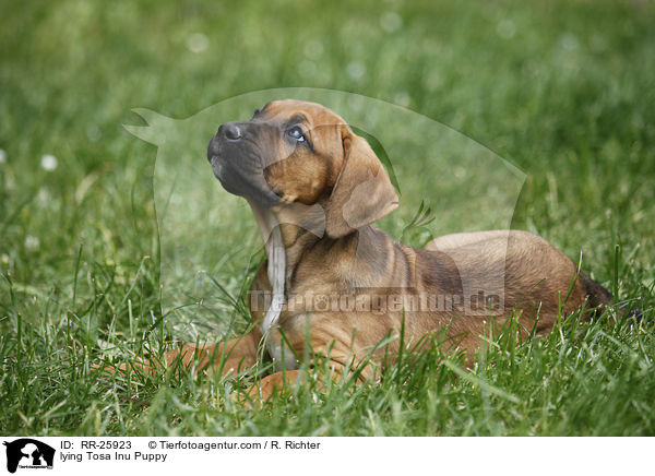 liegender Tosa Inu Welpe / lying Tosa Inu Puppy / RR-25923