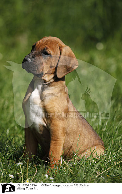 sitting Tosa Inu / RR-25934