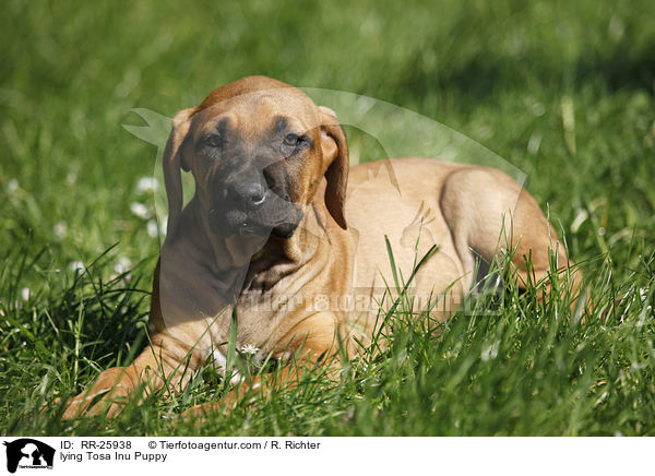 lying Tosa Inu Puppy / RR-25938