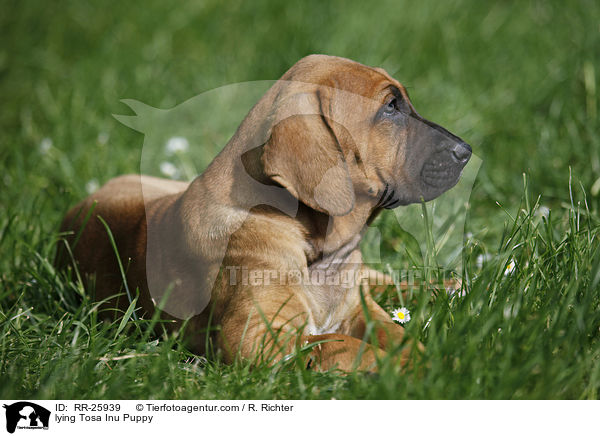lying Tosa Inu Puppy / RR-25939