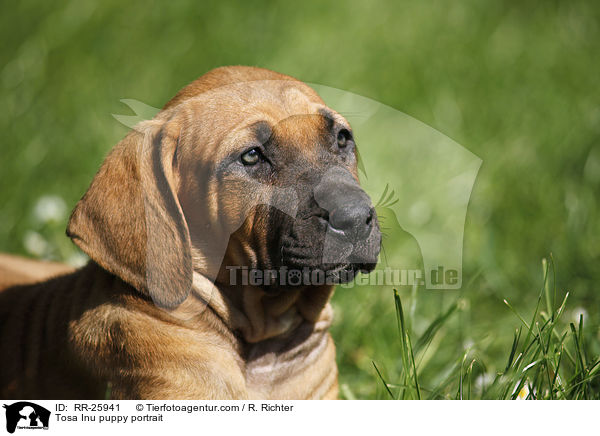 Tosa Inu puppy portrait / RR-25941