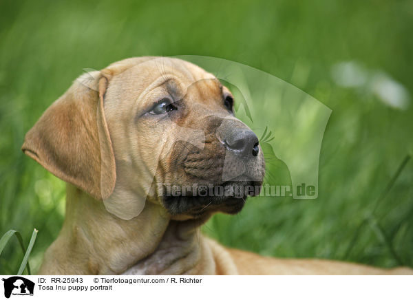 Tosa Inu Welpe Portrait / Tosa Inu puppy portrait / RR-25943