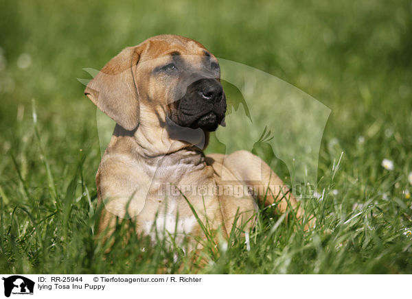 liegender Tosa Inu Welpe / lying Tosa Inu Puppy / RR-25944