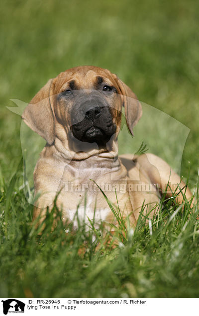 liegender Tosa Inu Welpe / lying Tosa Inu Puppy / RR-25945