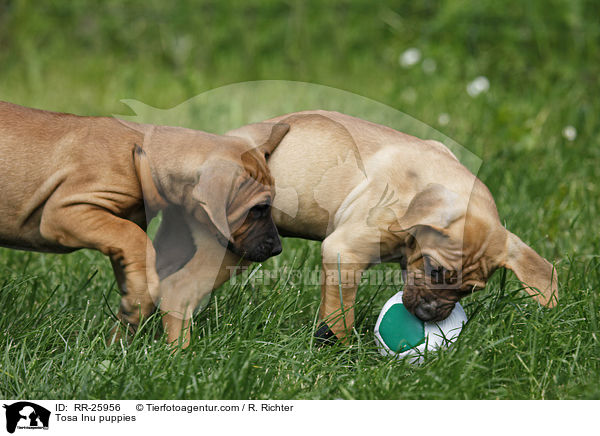 Tosa Inu puppies / RR-25956