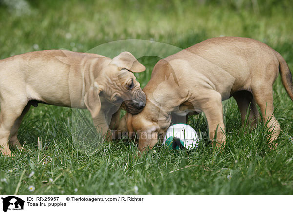Tosa Inu puppies / RR-25957