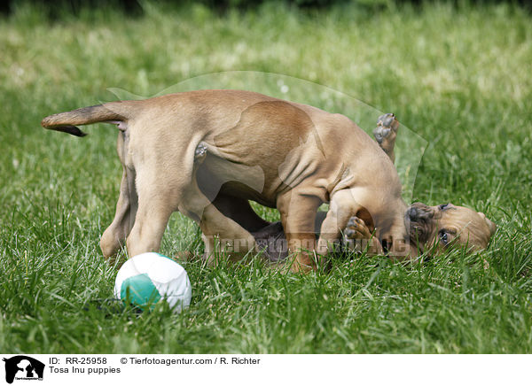 Tosa Inu puppies / RR-25958