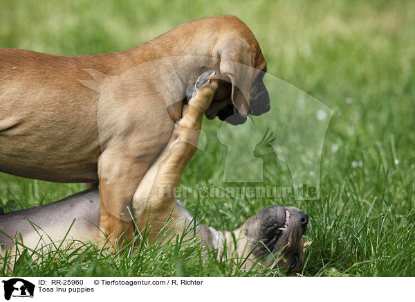 Tosa Inu puppies / RR-25960