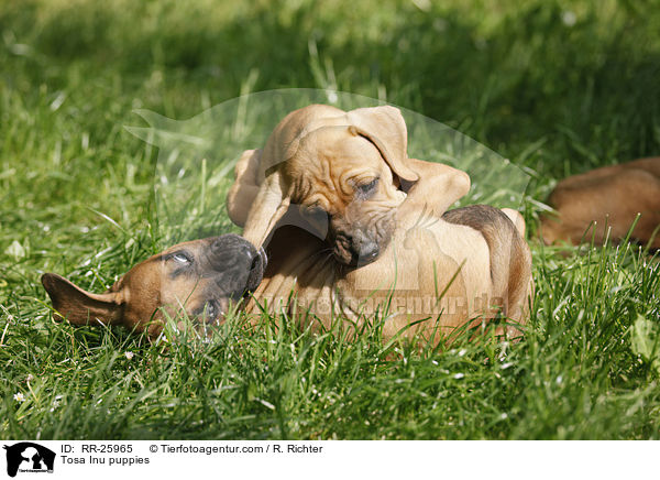 Tosa Inu puppies / RR-25965